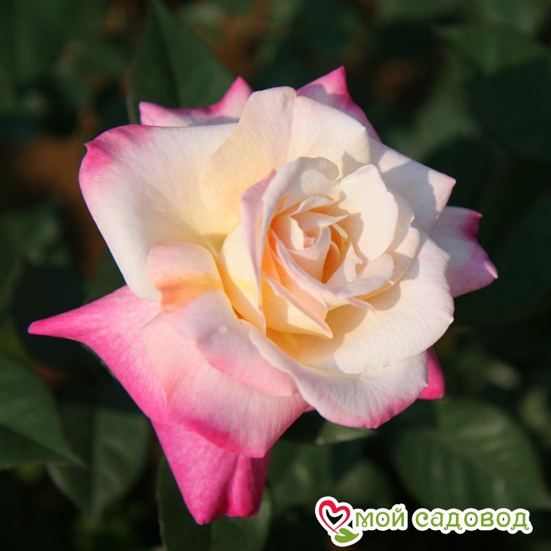 Роза Невеста