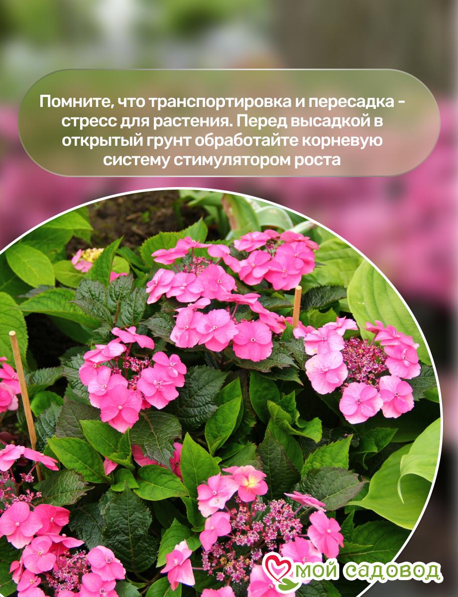 Гортензия крупнолистная Поп Стар Пинк ЗКС