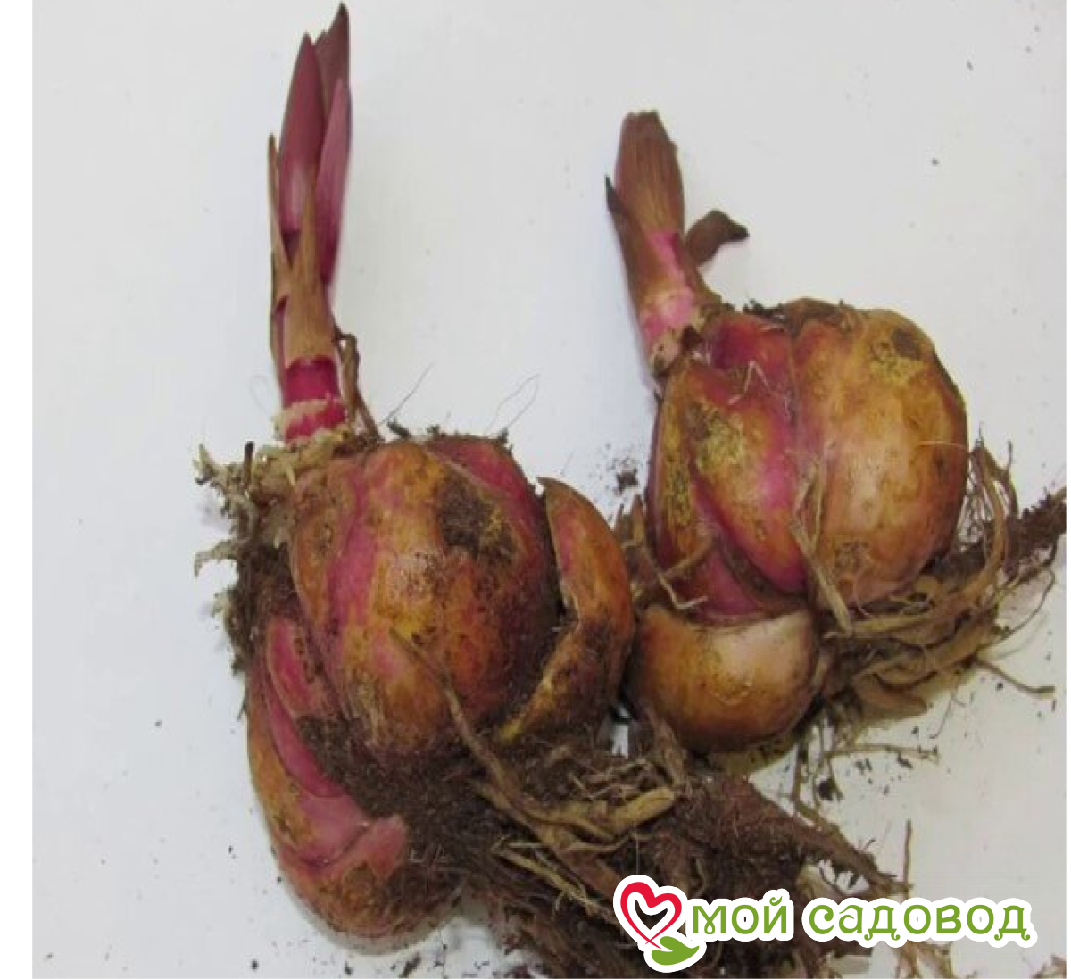 Лилия Рубиновый Шторм